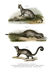 Ginsterkatze, 1860